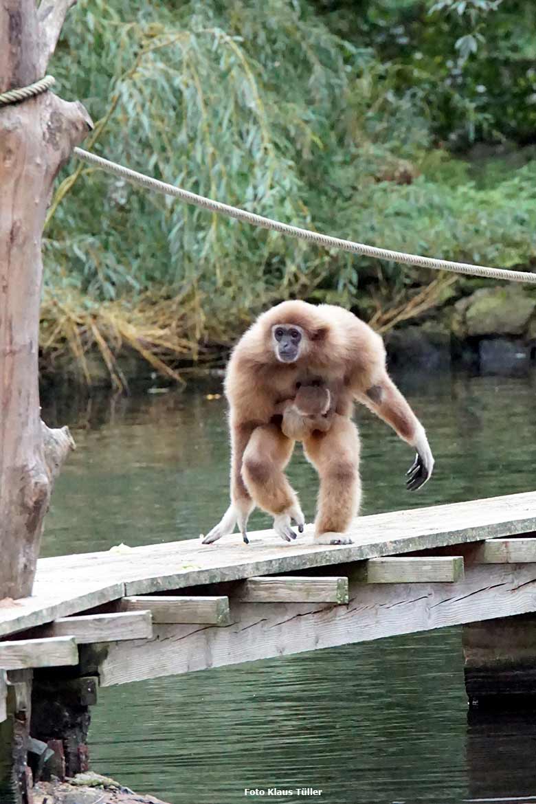 Bonobo am 30. September 2020 auf der Außenanlage am Menschenaffen-Haus im Zoo Wuppertal (Foto Klaus Tüller)