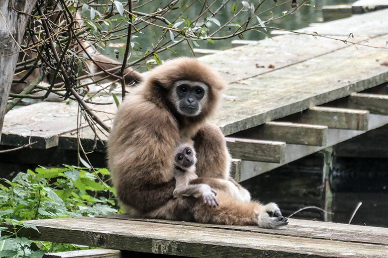 Weißhandgibbon-Weibchen FILOMENA mit Jungtier KHAO am 18. Oktober 2020 auf dem Steg am Großen Teich im Wuppertaler Zoo