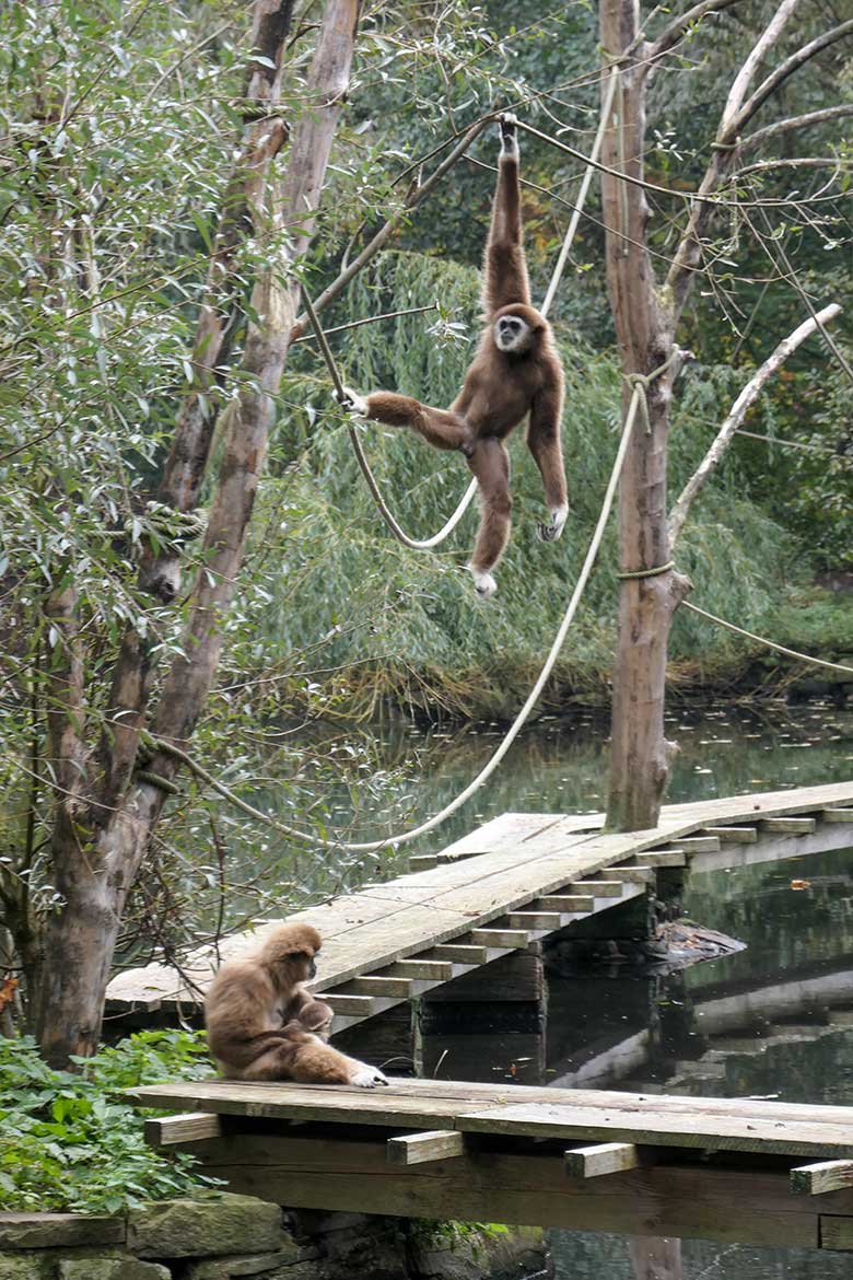 Weißhandgibbon-Weibchen FILOMENA mit Jungtier KHAO und Männchen JUNIOR am 18. Oktober 2020 auf dem Steg am Großen Teich im Grünen Zoo Wuppertal