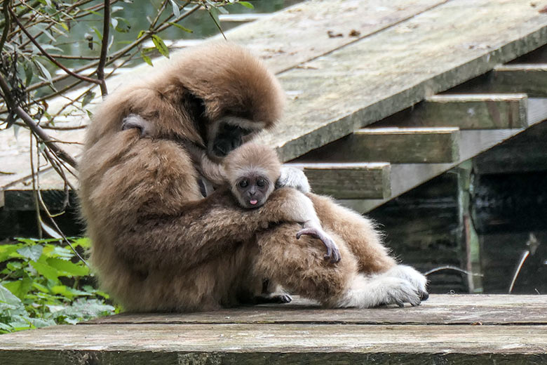 Weißhandgibbon-Weibchen FILOMENA mit Jungtier KHAO am 18. Oktober 2020 auf dem Steg am Großen Teich im Zoologischen Garten der Stadt Wuppertal