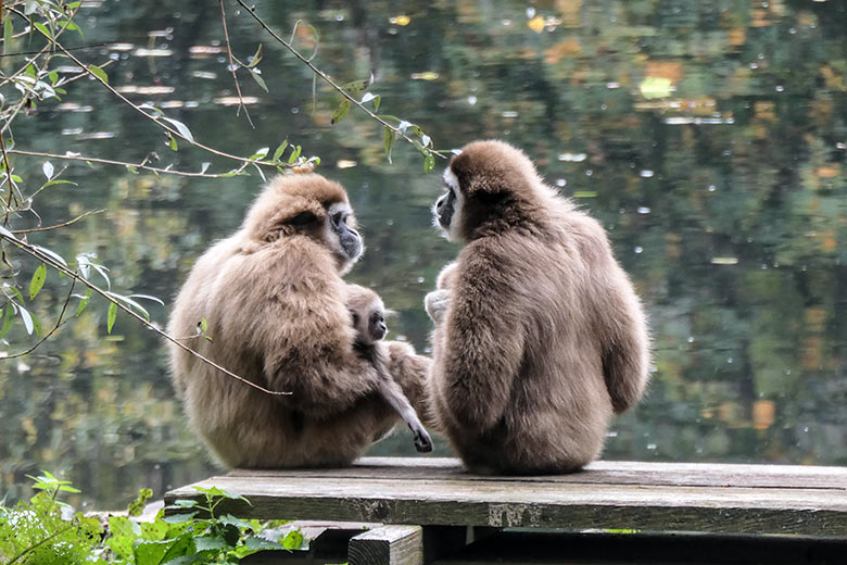 Weißhandgibbon-Weibchen FILOMENA mit Jungtier KHAO und Männchen JUNIOR am 18. Oktober 2020 auf dem Steg am Großen Teich im Zoo Wuppertal