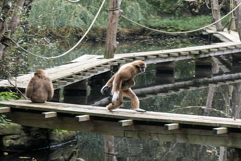 Weißhandgibbon-Weibchen FILOMENA mit Jungtier KHAO und Männchen JUNIOR (links) am 18. Oktober 2020 auf dem Steg am Großen Teich im Wuppertaler Zoo