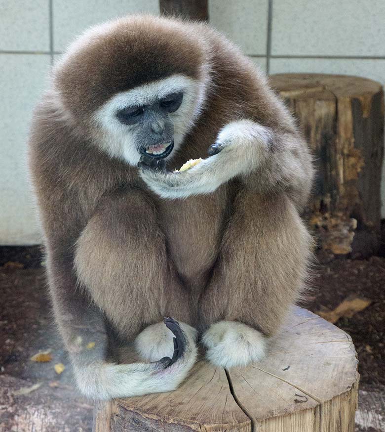 Weißhandgibbon-Männchen JUNIOR am 26. Oktober 2020 im Gibbon-Haus am Großen Teich im Zoologischen Garten Wuppertal