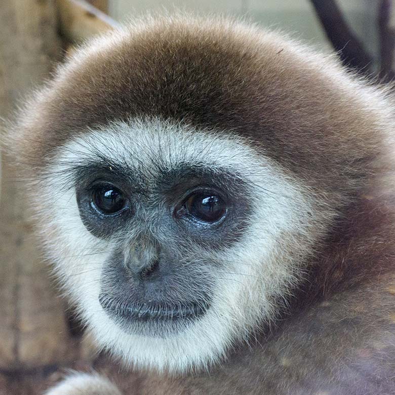 Weißhandgibbon-Männchen JUNIOR am 26. Oktober 2020 im Gibbon-Haus am Großen Teich im Wuppertaler Zoo