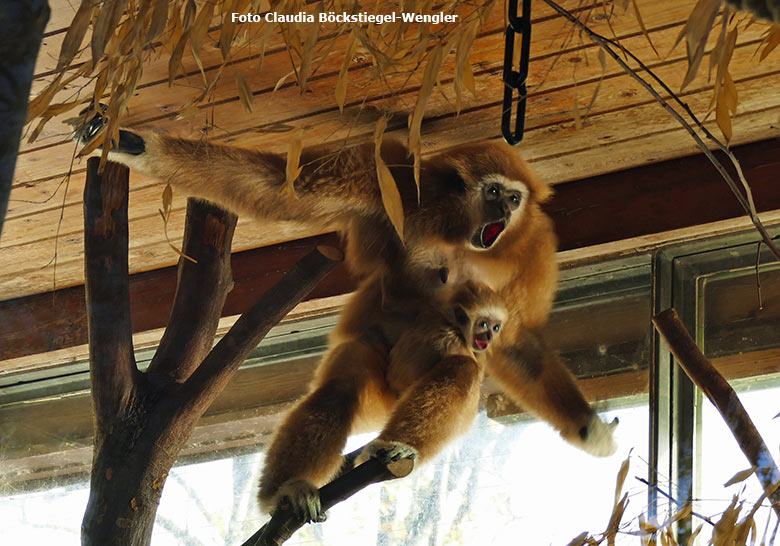 Weißhandgibbon-Weibchen FILOMENA mit Jungtier KHAO am 31. Oktober 2020 im Gibbon-Haus am Großen Teich im Zoo Wuppertal (Foto Claudia Böckstiegel-Wengler)