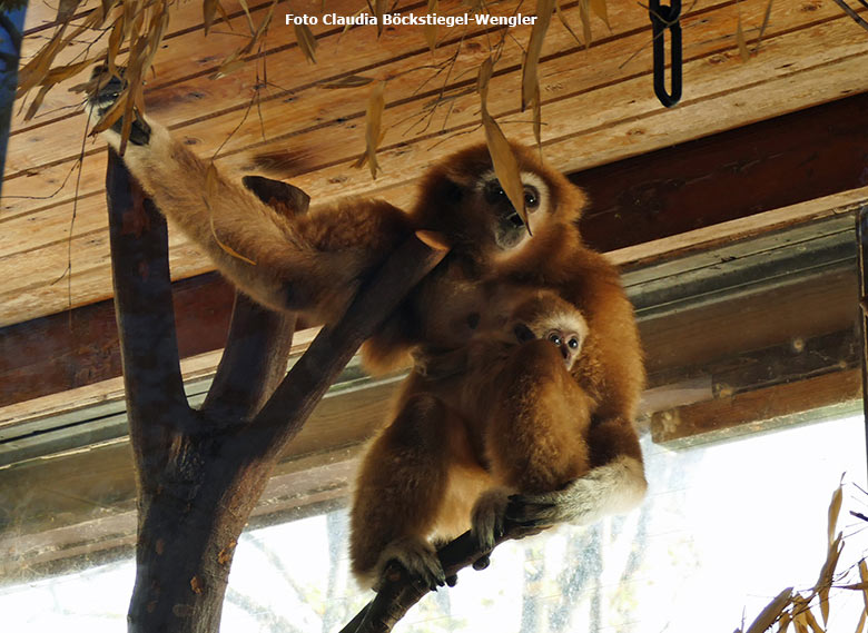 Weißhandgibbon-Weibchen FILOMENA mit Jungtier KHAO am 31. Oktober 2020 im Gibbon-Haus am Großen Teich im Wuppertaler Zoo (Foto Claudia Böckstiegel-Wengler)