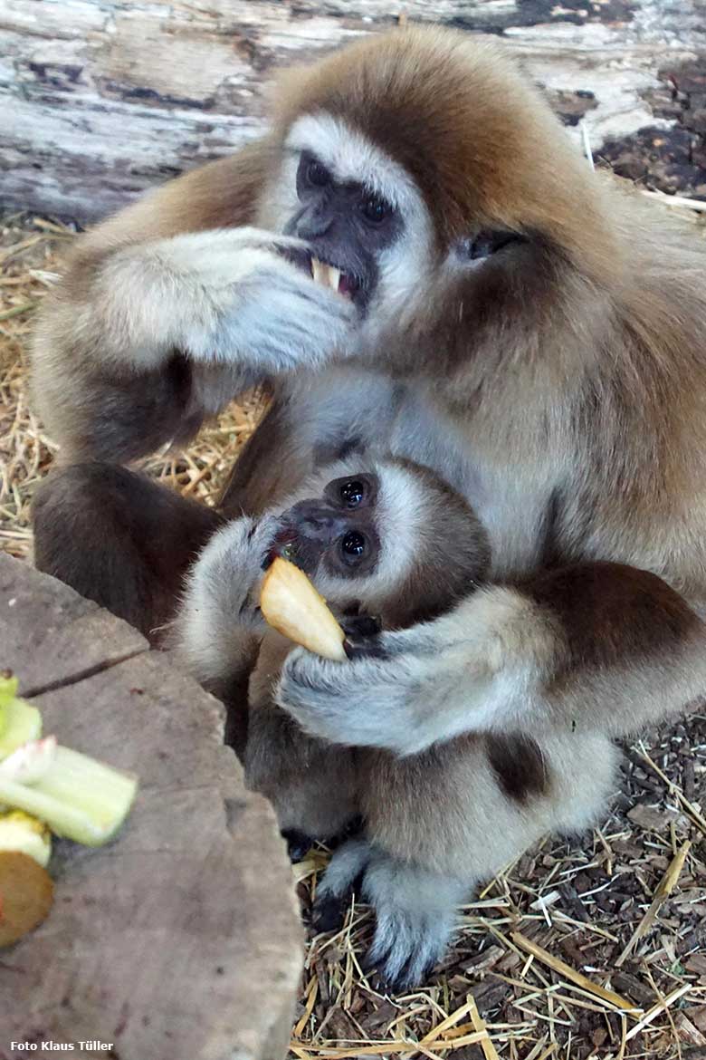 Weißhandgibbon-Jungtier KHAO mit seiner Weißhandgibbon-Mutter FILOMENA am 14. April 2021 im Gibbon-Haus am Großen Teich im Grünen Zoo Wuppertal (Foto Klaus Tüller)