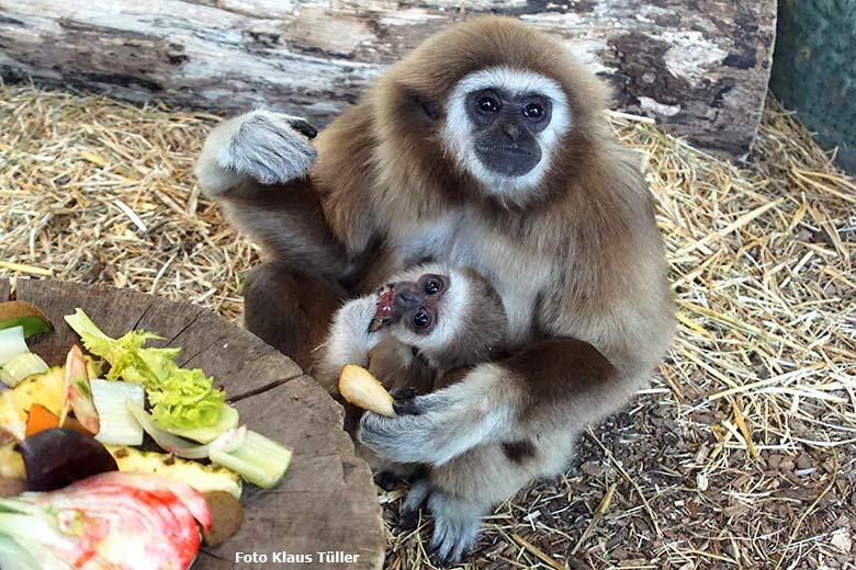 Weißhandgibbon-Jungtier KHAO mit seiner Weißhandgibbon-Mutter FILOMENA am 14. April 2021 im Gibbon-Haus am Großen Teich im Wuppertaler Zoo (Foto Klaus Tüller)