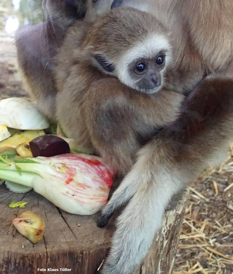 Weißhandgibbon-Jungtier KHAO am 14. April 2021 im Gibbon-Haus am Großen Teich im Grünen Zoo Wuppertal (Foto Klaus Tüller)