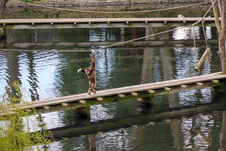 Männlicher Weißhandgibbon JUNIOR m 15. April 2021 auf dem Holzsteg am Großen Teich im Zoo Wuppertal