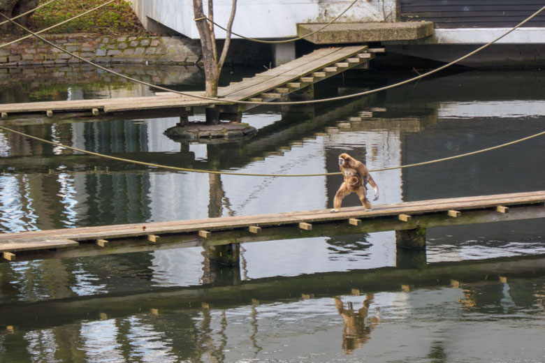 Weißhandgibbon-Mutter FILOMENA mit Weißhandgibbon-Jungtier KHAO am 15. April 2021 auf dem Holzsteg am Großen Teich im Grünen Zoo Wuppertal