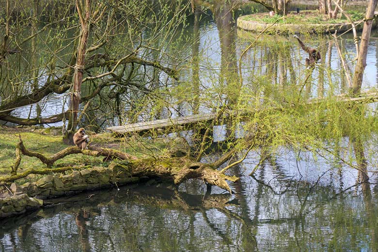 Weißhandgibbon-Vater JUNIOR (links) und Weißhandgibbon-Mutter FILOMENA mit Weißhandgibbon-Jungtier KHAO am 15. April 2021 an der Insel im Großen Teich im Zoologischen Garten Wuppertal