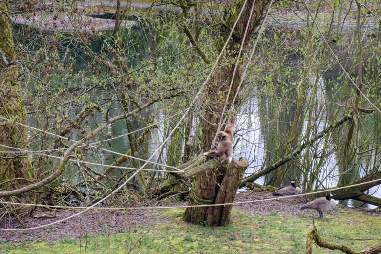 Weißhandgibbon-Mutter FILOMENA mit Weißhandgibbon-Jungtier KHAO am 18. April 2021 auf der Insel im Großen Teich im Zoo Wuppertal