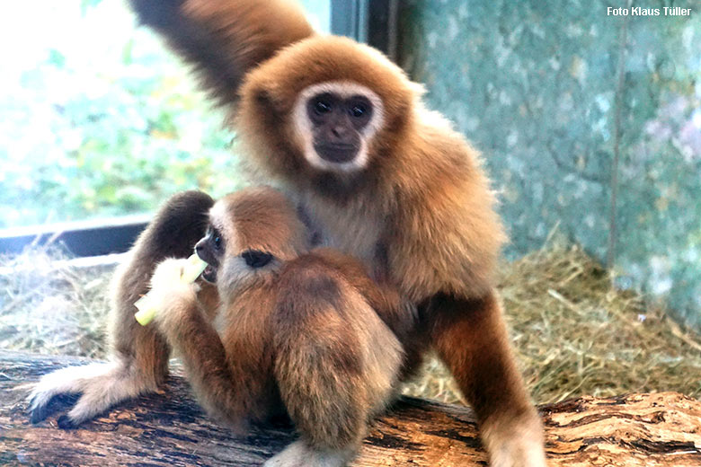 Weißhandgibbon-Weibchen FILOMENA mit dem männlichen Weißhandgibbon-Jungtier KHAO am 23. Oktober 2021 im Gibbon-Haus am Großen Teich im Grünen Zoo Wuppertal (Foto Klaus Tüller)