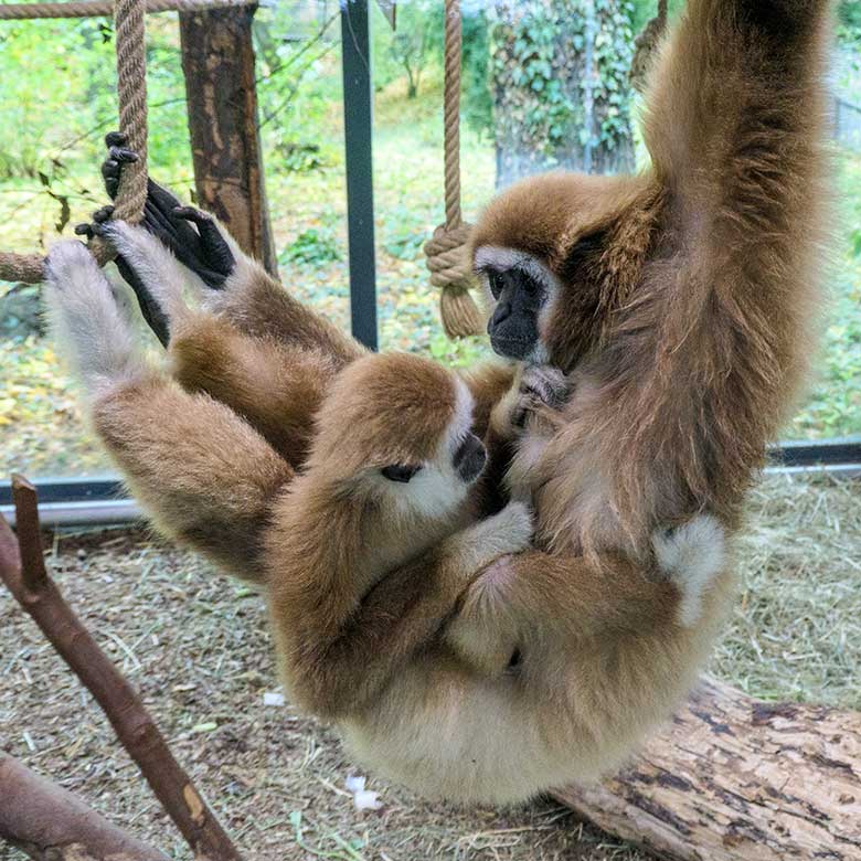 Weiblicher Weißhandgibbon FILOMENA mit Weißhandgibbon-Jungtier KHAO am 25. Oktober 2021 im Gibbon-Haus am Großen Teich im Grünen Zoo Wuppertal