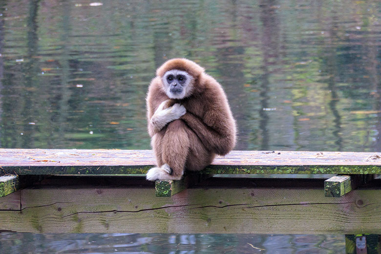 Männlicher Weißhandgibbon JUNIOR am 3. Dezember 2021 auf dem Holz-Steg am Großen Teich im Wuppertaler Zoo