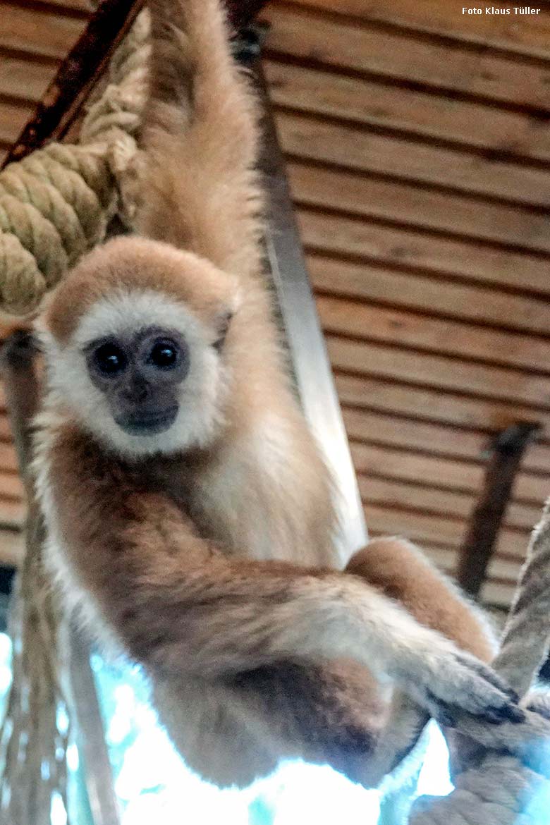 Weißhandgibbon-Jungtier KHAO am 28. Januar 2022 im Gibbon-Haus am Großen Teich im Grünen Zoo Wuppertal (Foto Klaus Tüller)