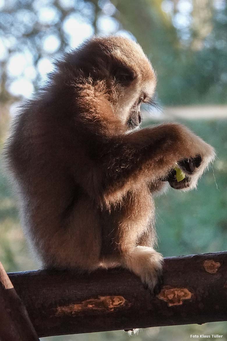 Weißhandgibbon-Jungtier KHAO am 28. Januar 2022 im Gibbon-Haus am Großen Teich im Zoologischen Garten Wuppertal (Foto Klaus Tüller)