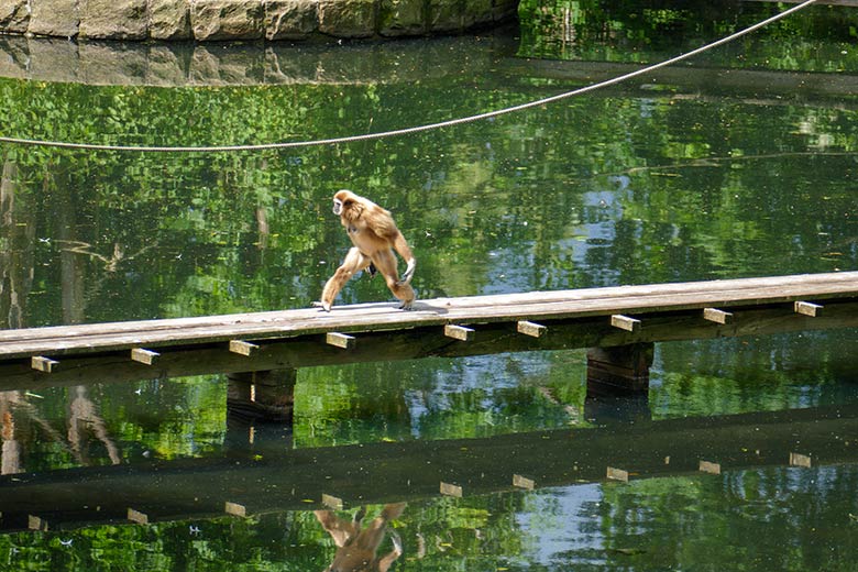 Weiblicher Weißhandgibbon FILOMENA am 6. Juni 2022 auf dem Holzsteg am Großen Teich im Wuppertaler Zoo