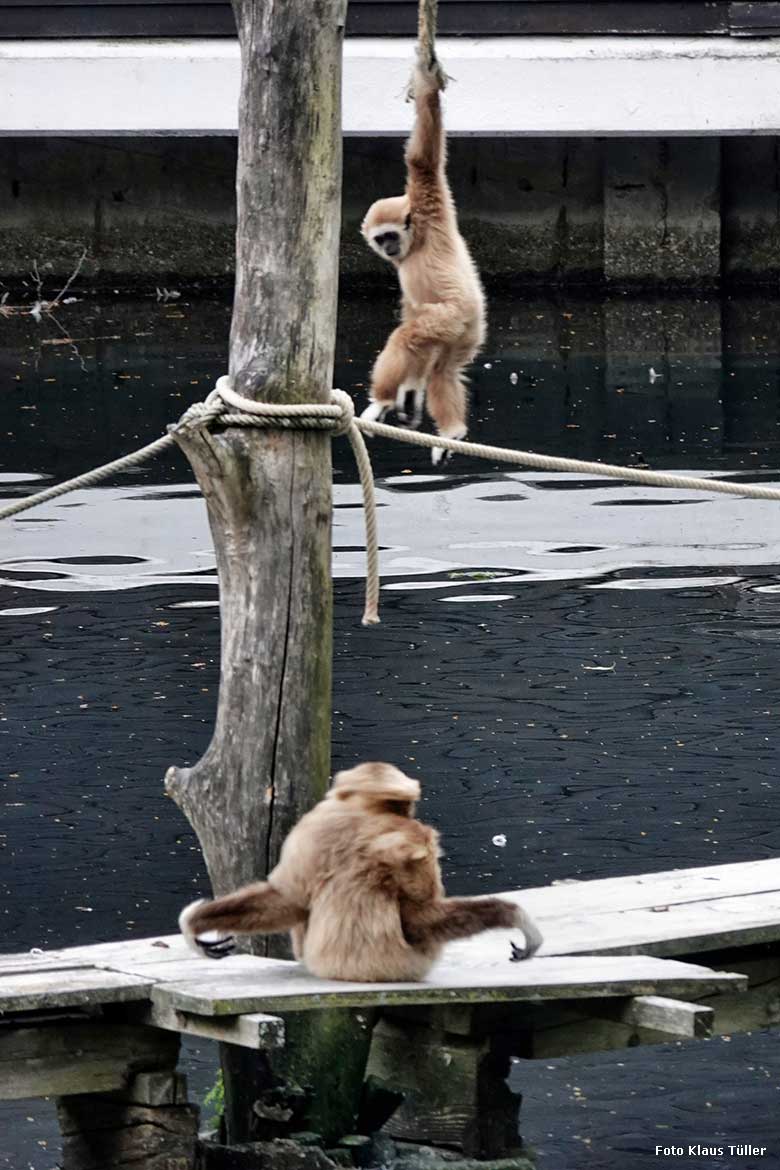 Weißhandgibbons auf dem Holzsteg am Großen Teich am 4. Juli 2022 im Zoo Wuppertal (Foto Klaus Tüller)