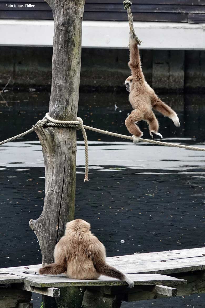 Weißhandgibbons auf dem Holzsteg am Großen Teich am 4. Juli 2022 im Wuppertaler Zoo (Foto Klaus Tüller)