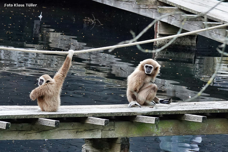 Weißhandgibbons auf dem Holzsteg am Großen Teich am 4. Juli 2022 im Grünen Zoo Wuppertal (Foto Klaus Tüller)