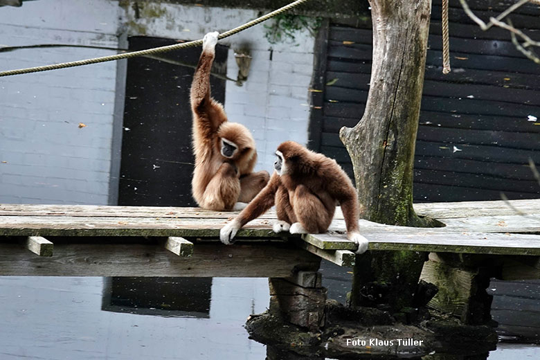 Weißhandgibbons am 3. Oktober 2022 auf der Außenanlage am Großen Teich im Grünen Zoo Wuppertal (Foto Klaus Tüller)