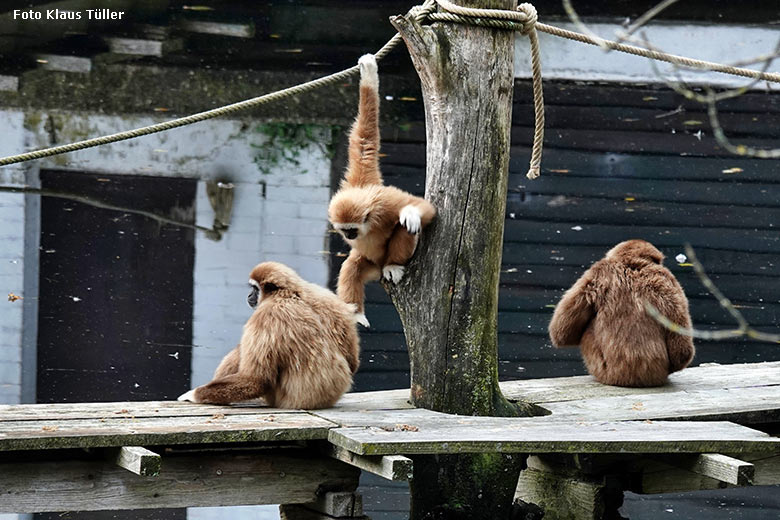 Weißhandgibbons am 3. Oktober 2022 auf der Außenanlage am Großen Teich im Zoologischen Garten Wuppertal (Foto Klaus Tüller)