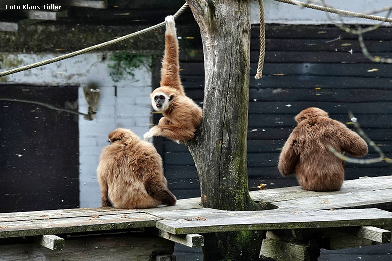 Weißhandgibbons am 3. Oktober 2022 auf der Außenanlage am Großen Teich im Zoo Wuppertal (Foto Klaus Tüller)