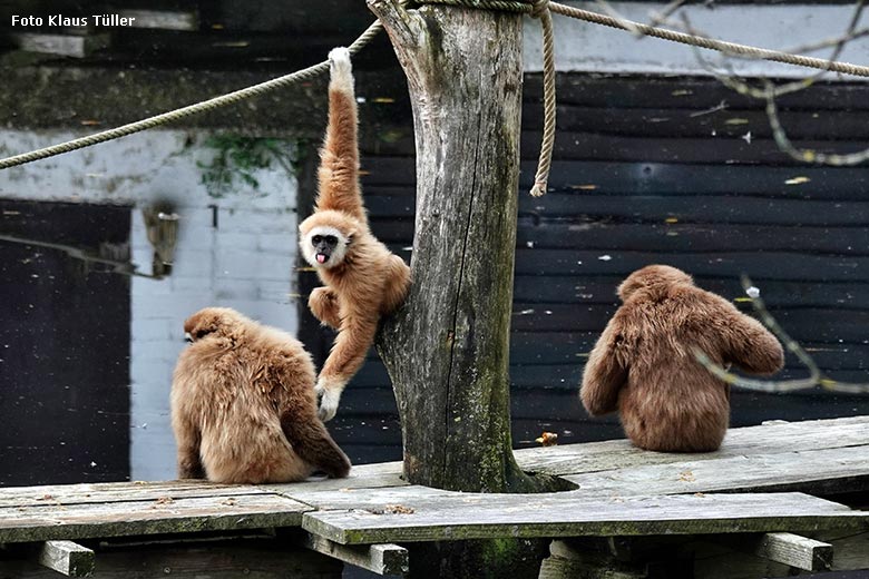 Weißhandgibbons am 3. Oktober 2022 auf der Außenanlage am Großen Teich im Wuppertaler Zoo (Foto Klaus Tüller)