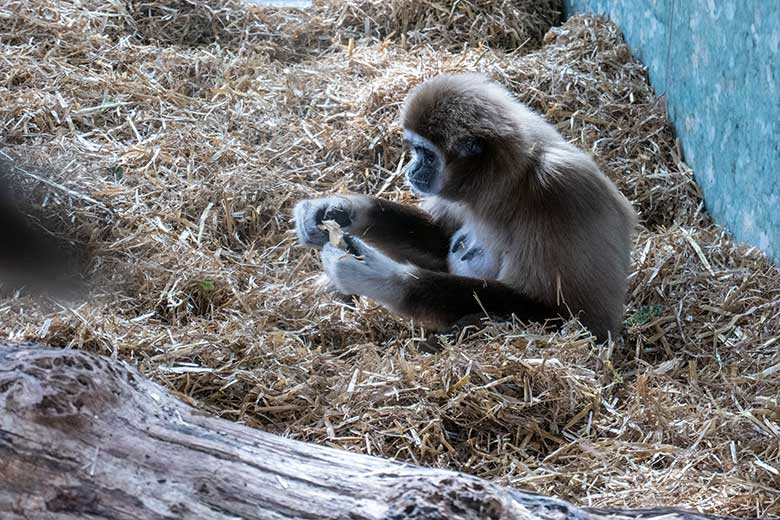 Weiblicher Weißhandgibbon FILOMENA am 11. März 2023 im Gibbon-Haus am Großen Teich im Grünen Zoo Wuppertal