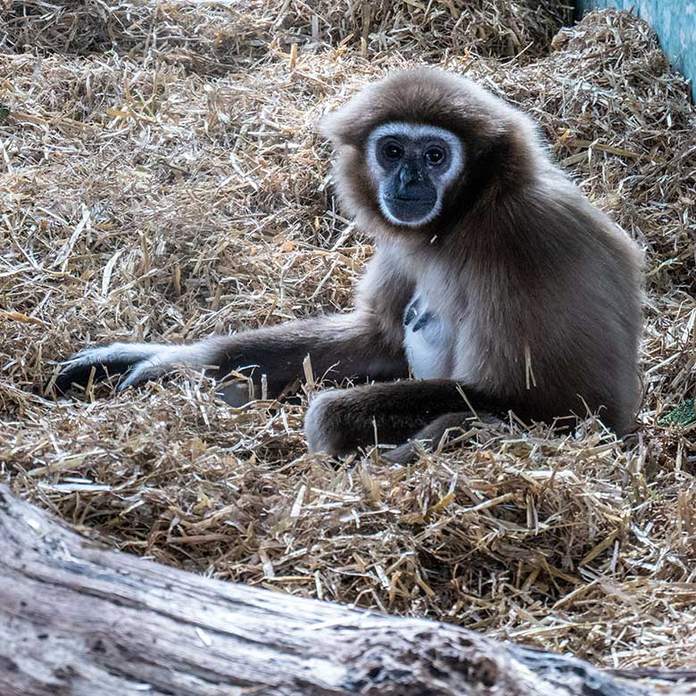 Weiblicher Weißhandgibbon FILOMENA am 11. März 2023 im Gibbon-Haus am Großen Teich im Wuppertaler Zoo