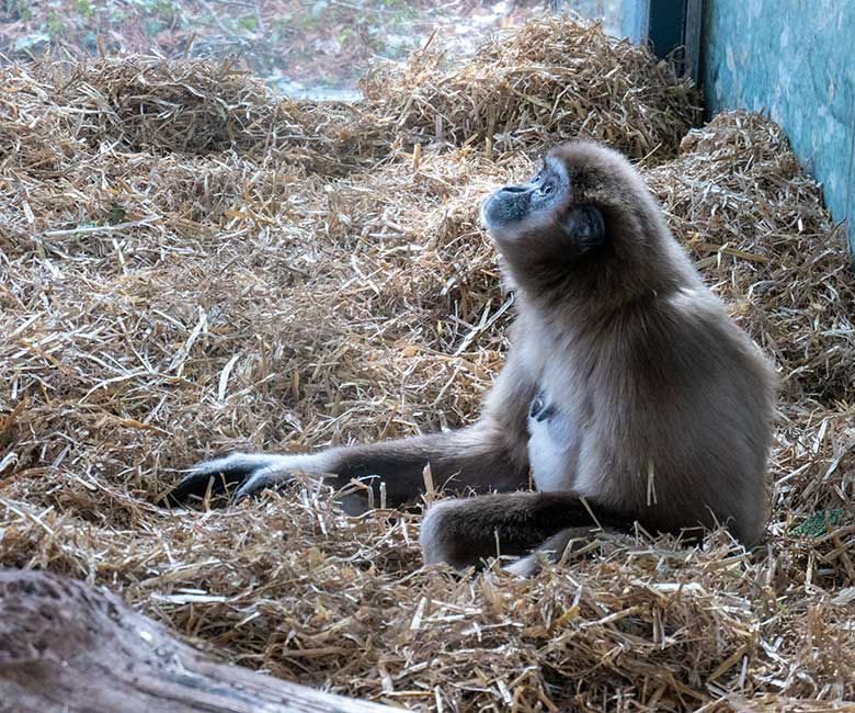 Weiblicher Weißhandgibbon FILOMENA am 11. März 2023 im Gibbon-Haus am Großen Teich im Zoologischen Garten Wuppertal