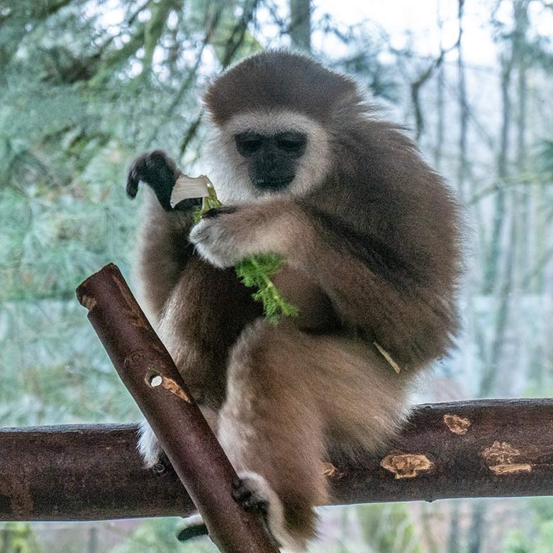 Männliches Weißhandgibbon-Jungtier KHAO am 11. März 2023 im Gibbon-Haus am Großen Teich im Grünen Zoo Wuppertal