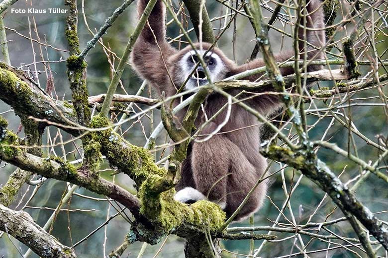 Rufender Weißhandgibbon am 16. März 2023 am Großen Teich im Grünen Zoo Wuppertal (Foto Klaus Tüller)