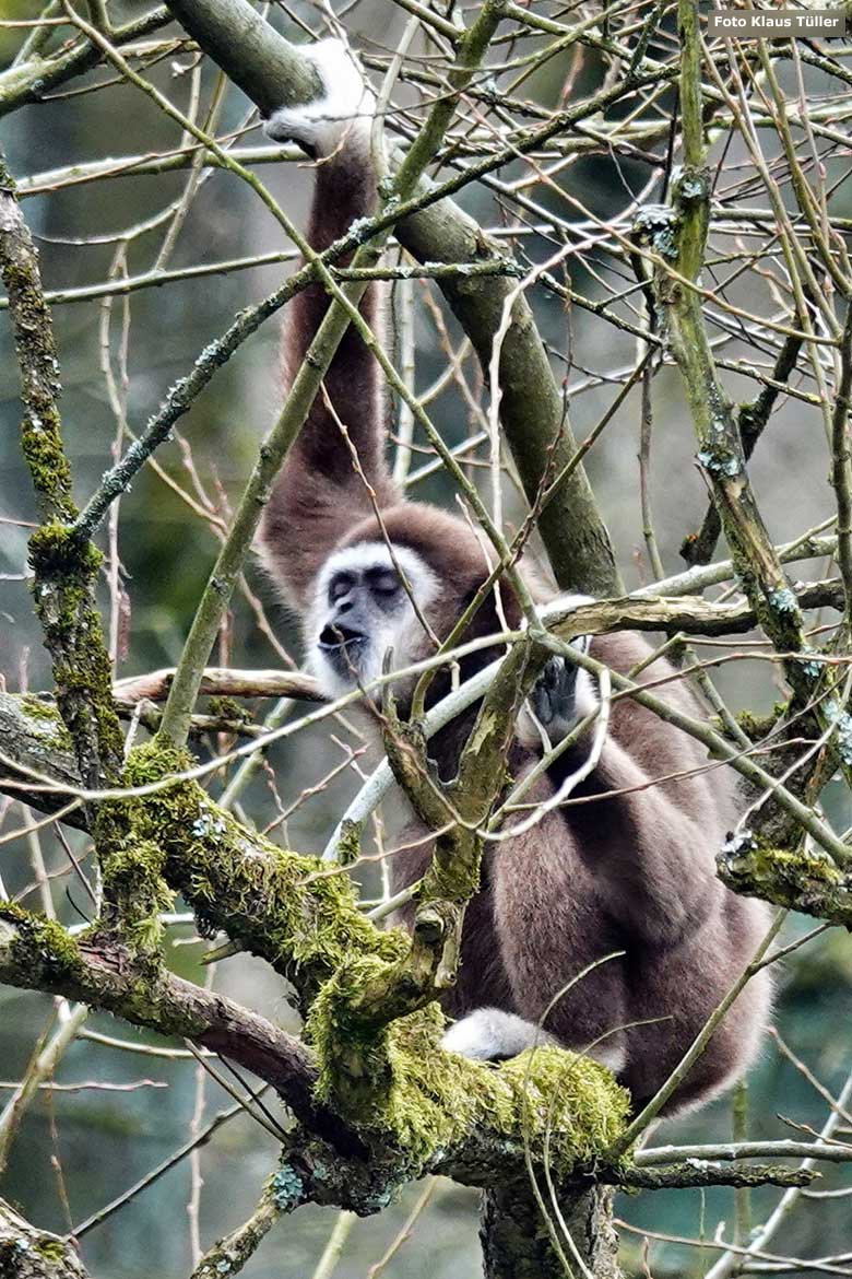 Rufender Weißhandgibbon am 16. März 2023 am Großen Teich im Wuppertaler Zoo (Foto Klaus Tüller)