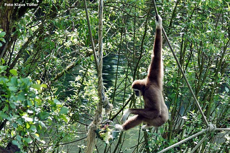 Weißhandgibbon am 16. Mai 2023 in den Bäumen auf der Insel im Großen Teich im Grünen Zoo Wuppertal (Foto Klaus Tüller)