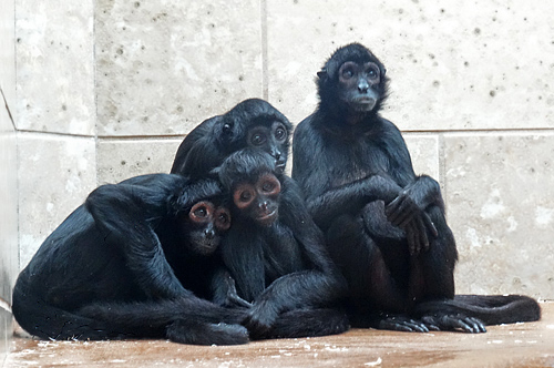 Schwarze Klammeraffen oder Braunkopfklammeraffen im Grünen Zoo Wuppertal