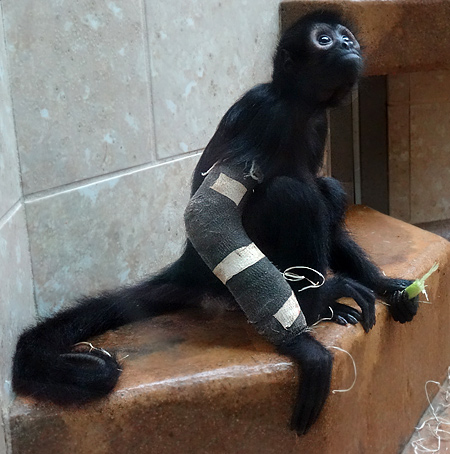 Schwarzer Klammeraffe mit Gipsverband am 5. September 2015 im Grünen Zoo Wuppertal