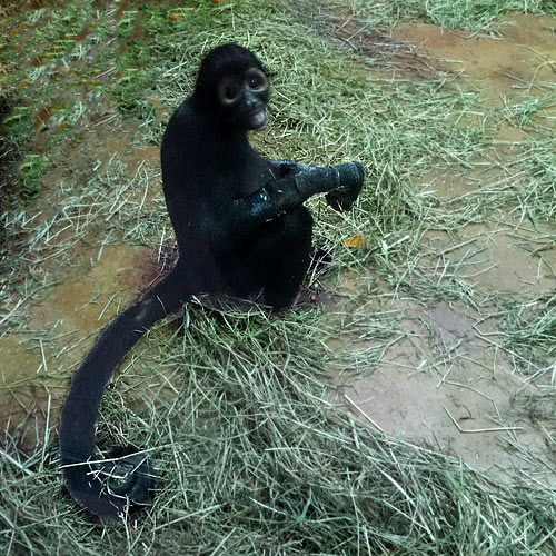 Schwarzer Klammeraffe "Shira" am 7. November 2015 im Zoo Wuppertal