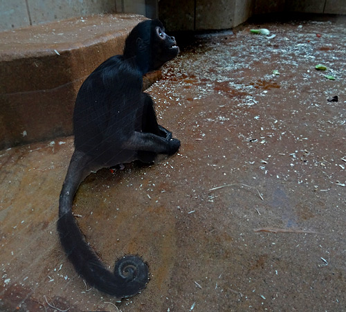 Schwarzer Klammeraffe "Shira" ohne Gipsverband Mitte November 2015 im Zoologischen Garten der Stadt Wuppertal