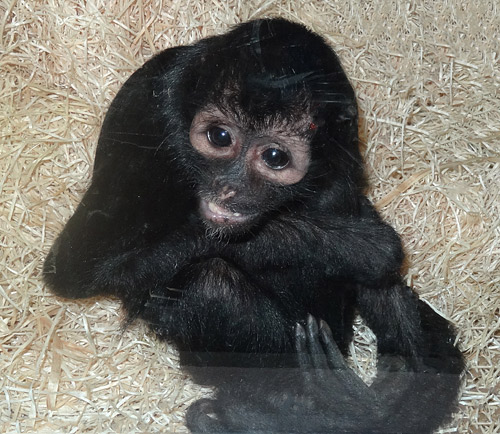 Sogenannter Schwarzer Klammeraffe (Ateles fusciceps rufiventris syn. Ateles fusciceps robustus) im Januar 2016 im Zoologischen Garten Wuppertal