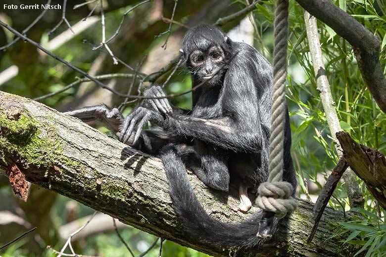 Schwarzer Klammeraffe am 21. Juli 2017 auf der Außenanlage am Affen-Haus im Zoologischen Garten Wuppertal (Foto Gerrit Nitsch)