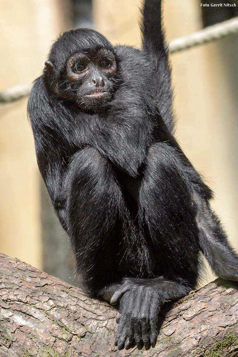 Schwarzer Klammeraffe am 21. Juli 2017 auf der Außenanlage am Affen-Haus im Zoo Wuppertal (Foto Gerrit Nitsch)