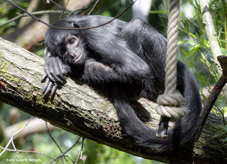 Schwarzer Klammeraffe am 21. Juli 2017 auf der Außenanlage im Grünen Zoo Wuppertal (Foto Gerrit Nitsch)