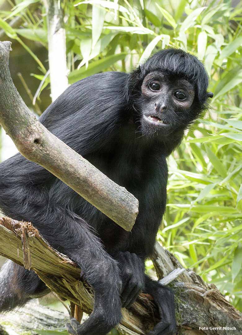 Schwarzer Klammeraffe am 21. Juli 2017 auf der Außenanlage im Zoo Wuppertal (Foto Gerrit Nitsch)