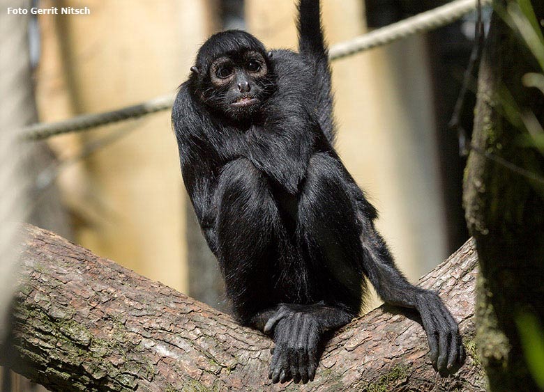 Schwarzer Klammeraffe am 21. Juli 2017 auf der Außenanlage im Zoologischen Garten der Stadt Wuppertal (Foto Gerrit Nitsch)