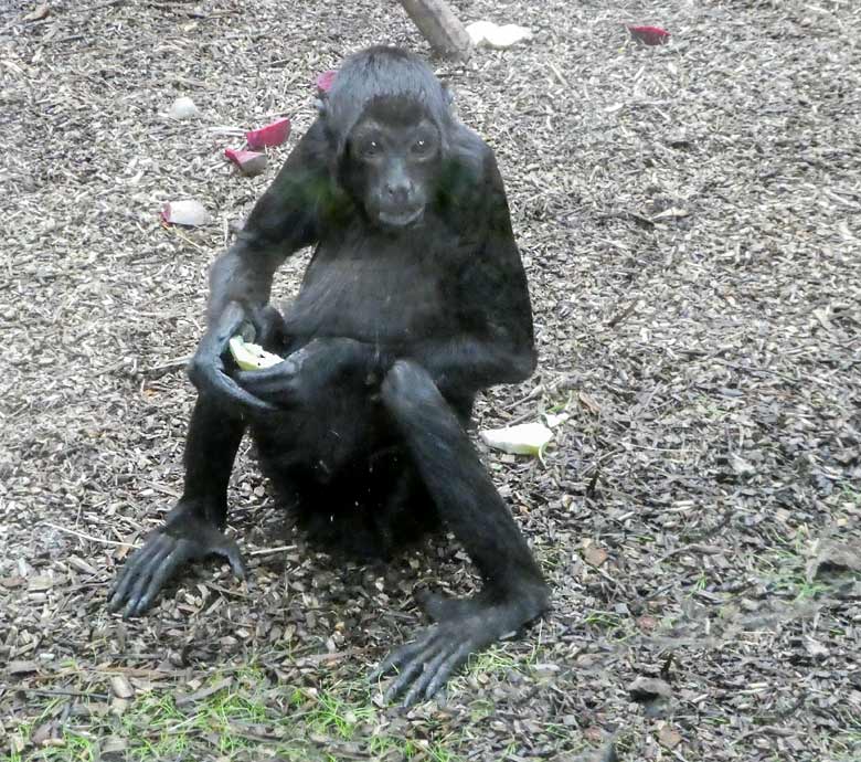 Schwarzer Klammeraffe am 21. April 2018 im Affenhaus im Wuppertaler Zoo