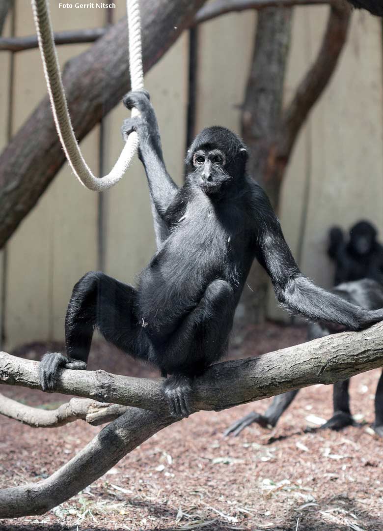 Schwarzer Klammeraffe am 26. Juli 2018 auf der Außenanlage am Affenhaus im Wuppertaler Zoo (Foto Gerrit Nitsch)