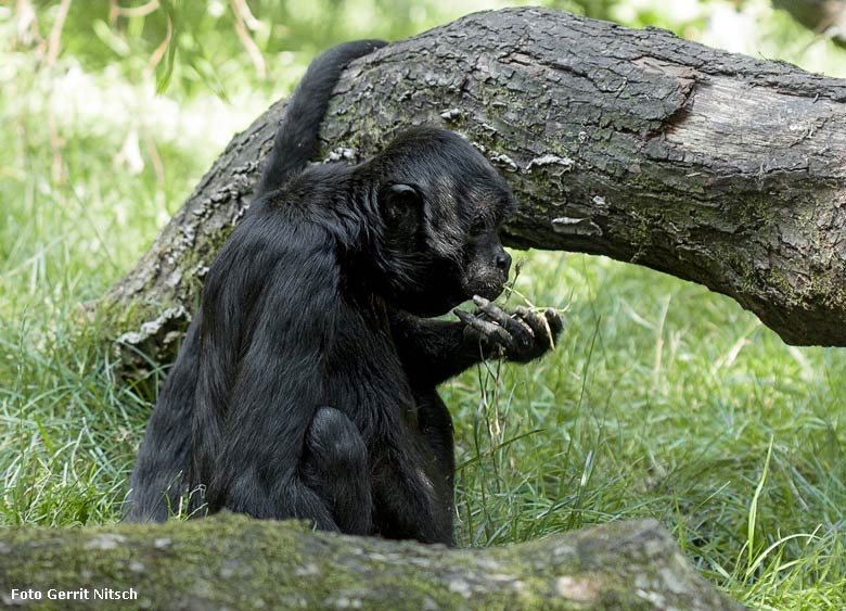 Schwarzer Klammeraffe am 26. Juli 2018 auf der Außenanlage am Affenhaus im Zoo Wuppertal (Foto Gerrit Nitsch)